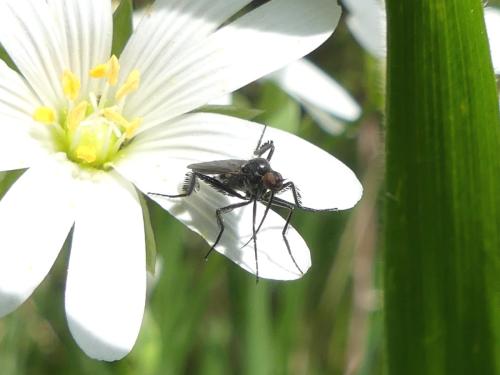 Réf. 318 129 : Empis pennipes